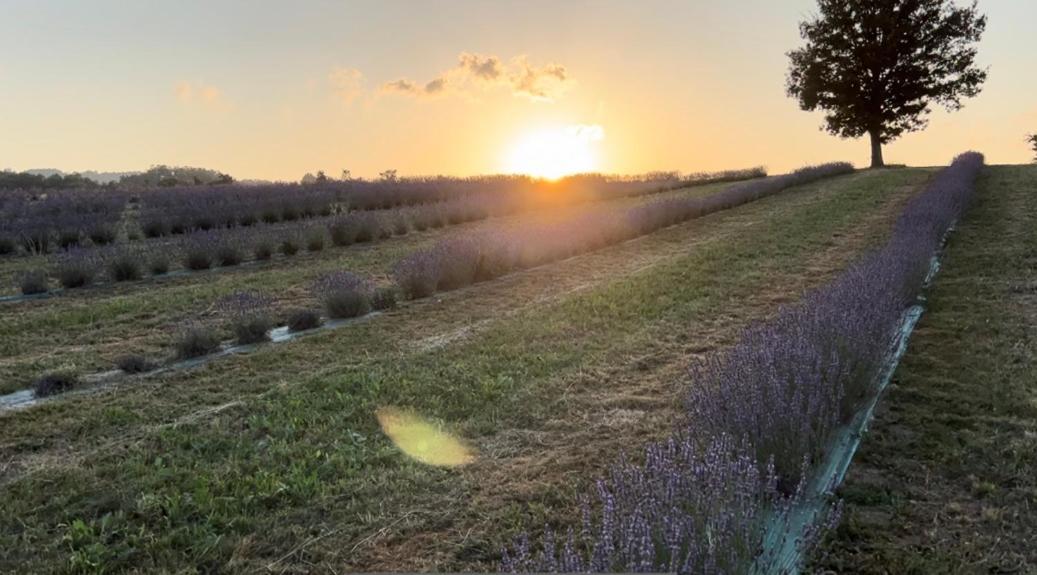 La Baita Nei Boschi Villa Serramazzoni Dış mekan fotoğraf