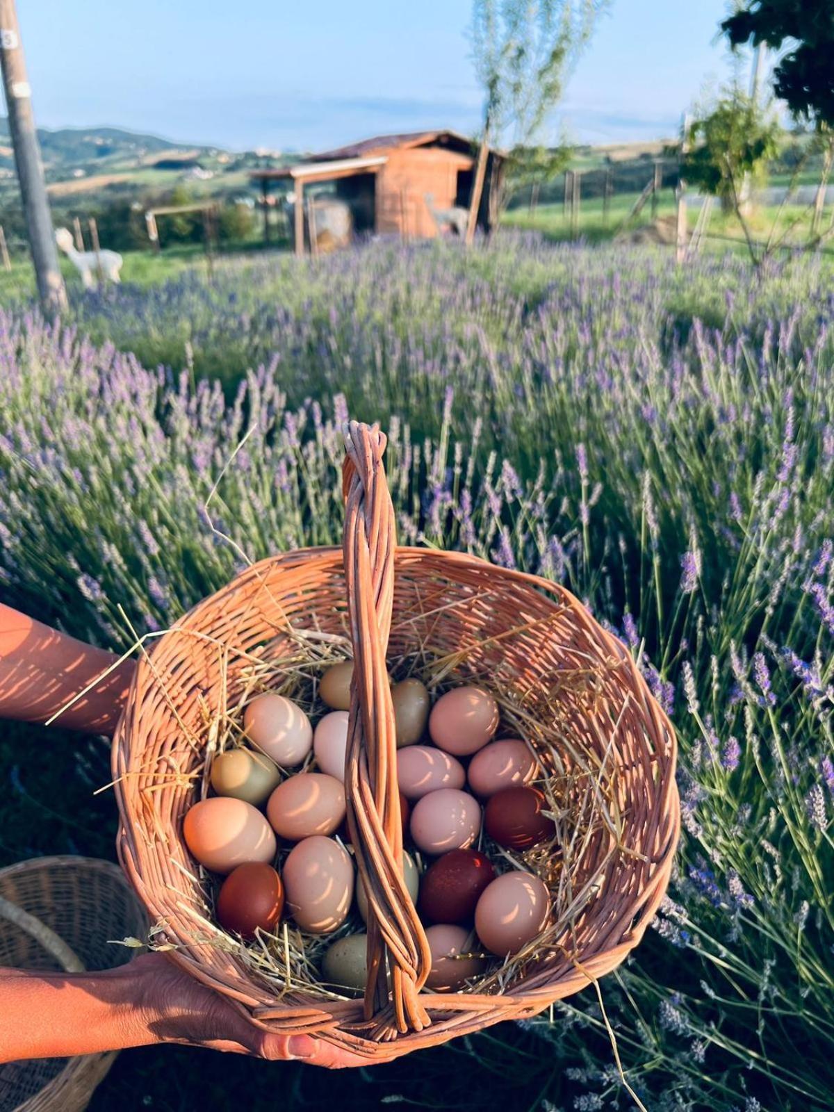La Baita Nei Boschi Villa Serramazzoni Dış mekan fotoğraf