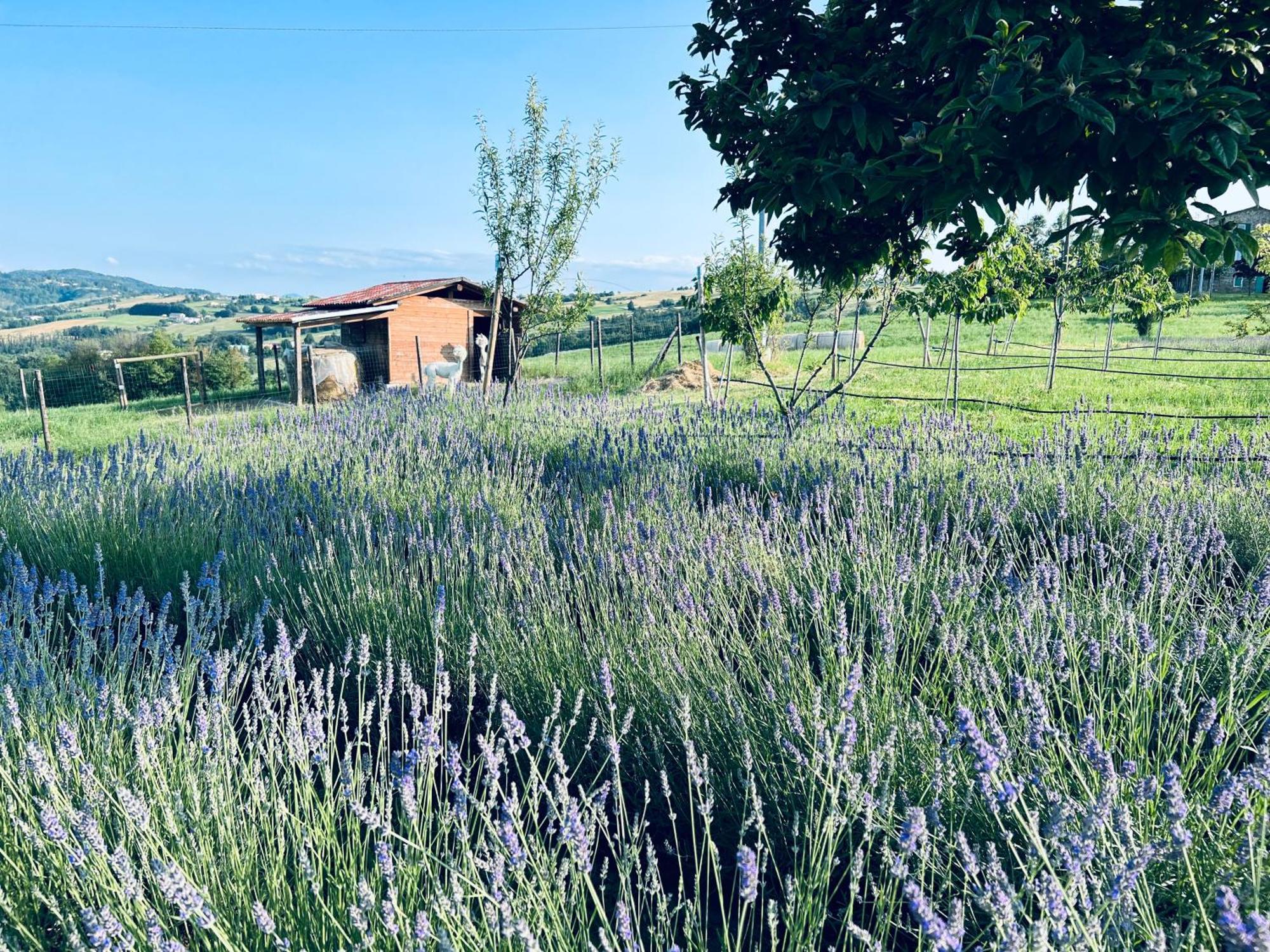 La Baita Nei Boschi Villa Serramazzoni Dış mekan fotoğraf
